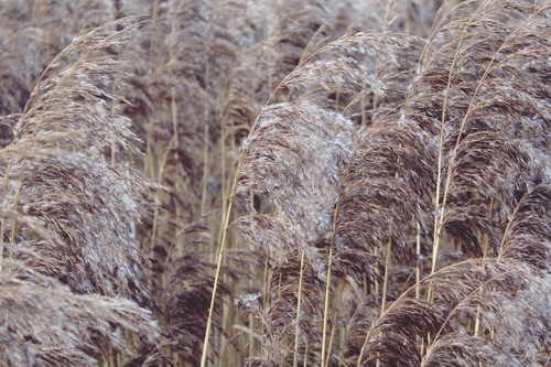 Reeds in the autumn wind Stock Photo 08