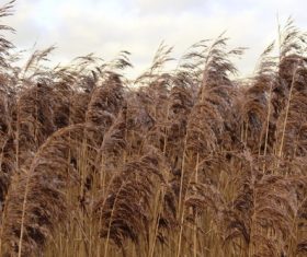 Reeds in the autumn wind Stock Photo 09
