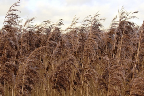 Reeds in the autumn wind Stock Photo 09