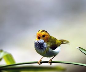 Rufous-faced Warbler on the leaves Stock Photo 01