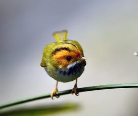 Rufous-faced Warbler on the leaves Stock Photo 02