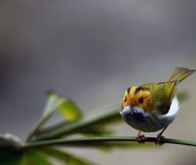 Rufous-faced Warbler on the leaves Stock Photo 03