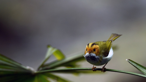 Rufous-faced Warbler on the leaves Stock Photo 03