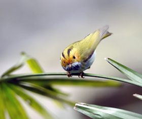 Rufous-faced Warbler on the leaves Stock Photo 04