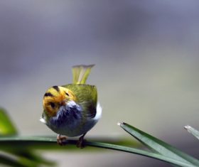 Rufous-faced Warbler on the leaves Stock Photo 05