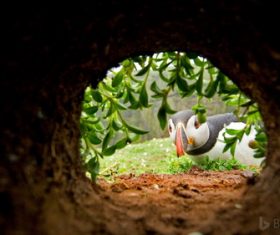 Seabirds looking out at the hole Stock Photo