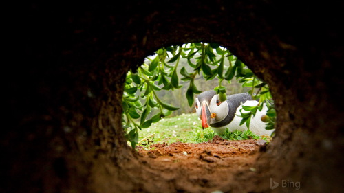 Seabirds looking out at the hole Stock Photo