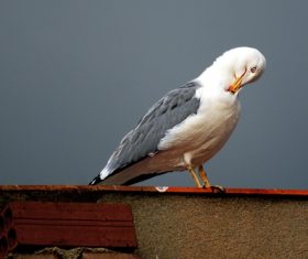 Seagull tidying feathers Stock Photo