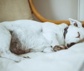 Sleeping dog Stock Photo
