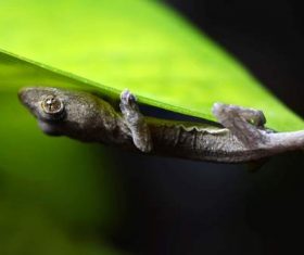 Small gecko on the leaf Stock Photo 01