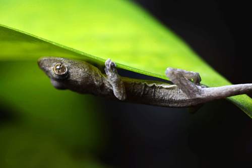 Small gecko on the leaf Stock Photo 01