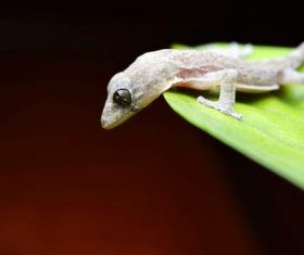 Small gecko on the leaf Stock Photo 02
