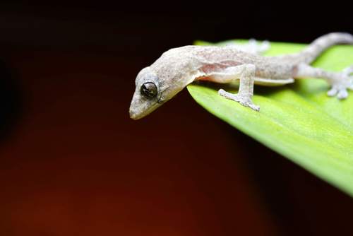 Small gecko on the leaf Stock Photo 02