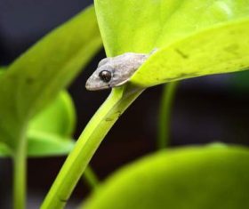 Small gecko on the leaf Stock Photo 03