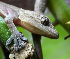 Small gecko on the leaf Stock Photo 04
