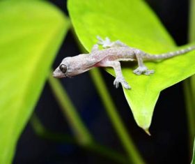 Small gecko on the leaf Stock Photo 05