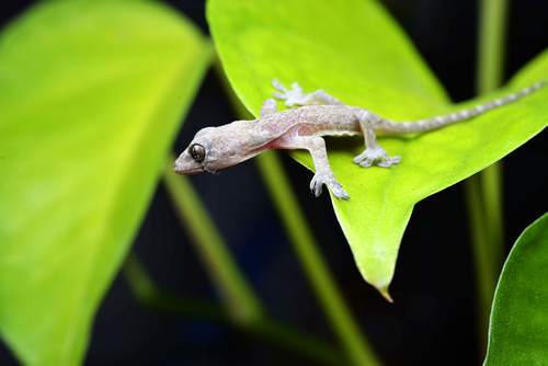 Small gecko on the leaf Stock Photo 05
