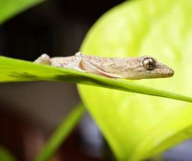 Small gecko on the leaf Stock Photo 06