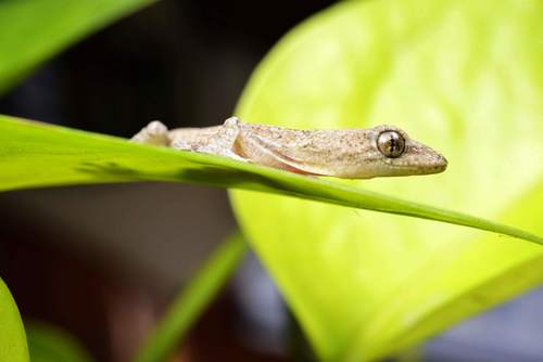 Small gecko on the leaf Stock Photo 06