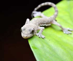 Small gecko on the leaf Stock Photo 07