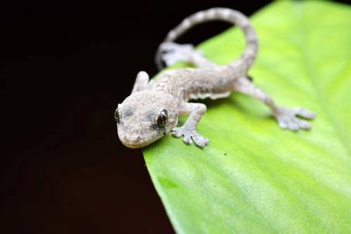 Small gecko on the leaf Stock Photo 07