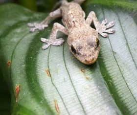 Small gecko on the leaf Stock Photo 08