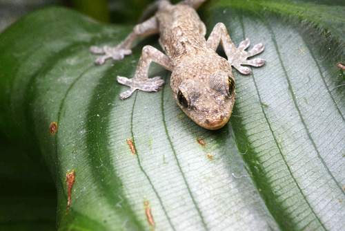 Small gecko on the leaf Stock Photo 08