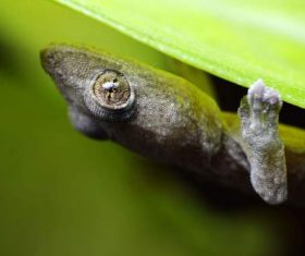 Small gecko on the leaf Stock Photo 09