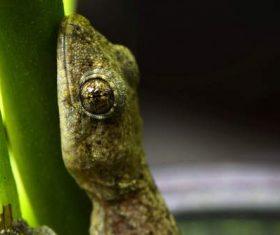 Small gecko on the leaf Stock Photo 10