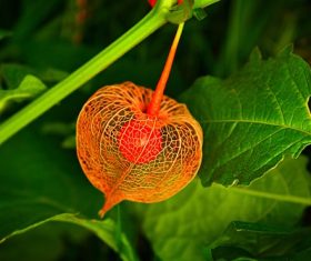 Stock Photo Beautiful wild berries