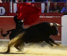 Stock Photo Bullfighter performing bullfighting 10