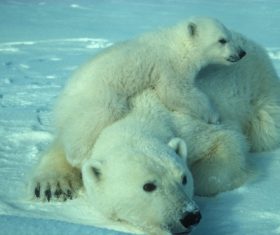 Stock Photo Cute polar bear