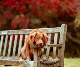 Stock Photo Dog on the bench