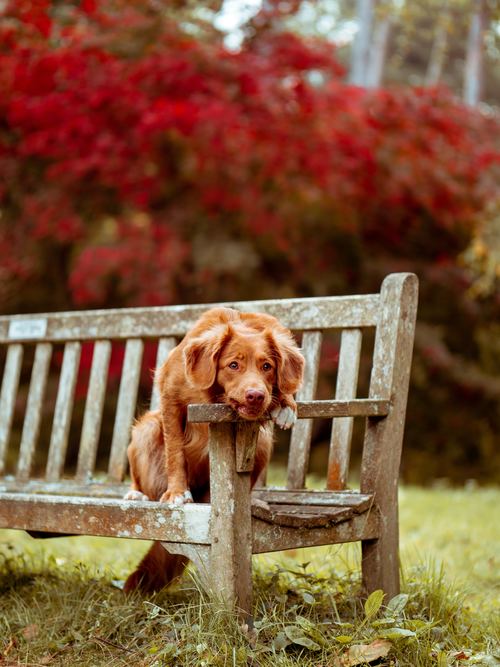Stock Photo Dog on the bench