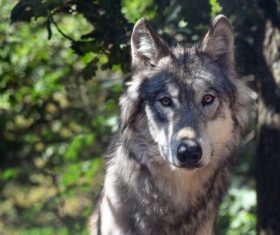 Stock Photo Fierce wild wolf 01