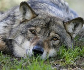 Stock Photo Fierce wild wolf 02