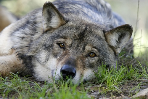 Stock Photo Fierce wild wolf 02
