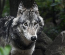 Stock Photo Fierce wild wolf 03