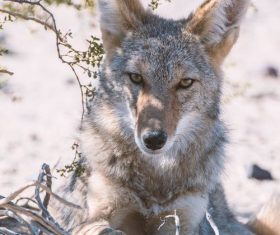 Stock Photo Fierce wild wolf 04