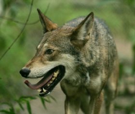 Stock Photo Fierce wild wolf 06