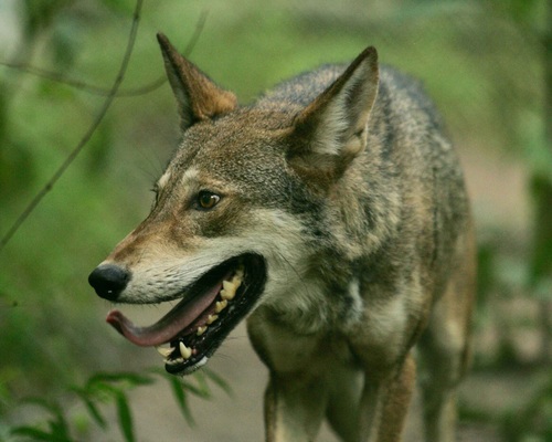 Stock Photo Fierce wild wolf 06
