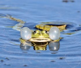 Stock Photo Frog in the water