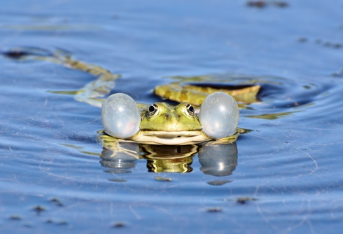Stock Photo Frog in the water