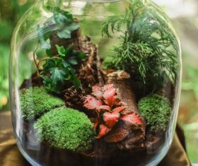 Stock Photo Homemade glass bottle micro landscape bonsai