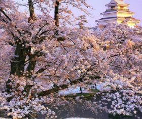 Stock Photo Japanese Aizuwakamatsu cherry blossom scenery