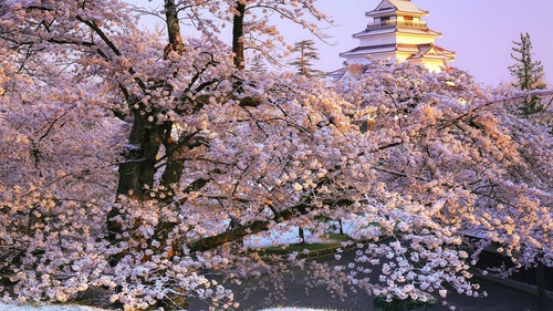 Stock Photo Japanese Aizuwakamatsu cherry blossom scenery