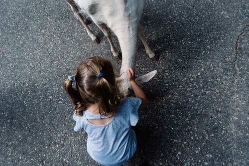 Stock Photo Little girl petting a goat