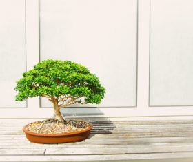 Stock Photo Lobular banyan tree bonsai