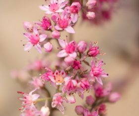Stock Photo Macro Photography Beautiful Pink Flowers