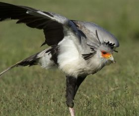 Stock Photo Magical secretary bird Stock Photo